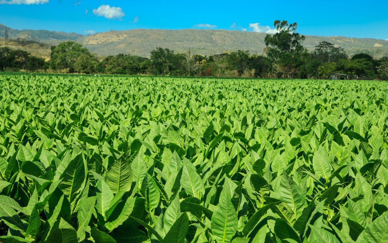 bannière region Estelí / zone matagalpa et les terres du nord